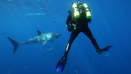 Un operador de cámara grabando a los tiburones para el documental 'Grandes Migraciones'. Un operador de cámara grabando a los tiburones para el documental 'Grandes Migraciones'.