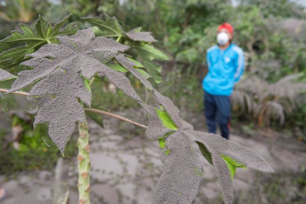 Las plantas en Karangasem, Bali, ya están cubiertas por la ceniza volcánica. Las plantas en Karangasem, Bali, ya están cubiertas por la ceniza volcánica.