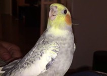 La cacatúa que imita la melodía de iPhone cada vez que llama a su dueño