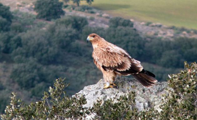 Ejemplar de águila imperial Ejemplar de águila imperial