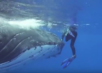 Una ballena jorobada protege a una buceadora del ataque de un tiburón