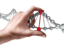 Descubren que la forma del genoma determina la función de las células