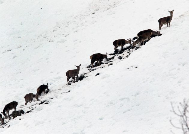 Venados entre la nieve en las proximidades del puerto de San Isidro. Venados entre la nieve en las proximidades del puerto de San Isidro.