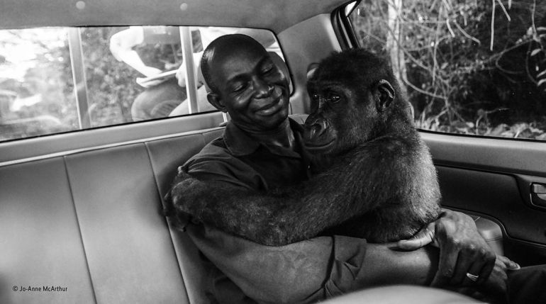 El rescate de la gorila Pikin, mejor fotografía del año del Wildlife Photographer of the Year. El rescate de la gorila Pikin, mejor fotografía del año del Wildlife Photographer of the Year.