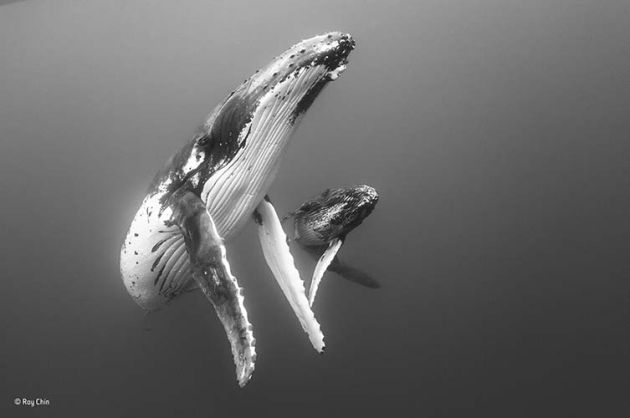 Ballenas jorobadas. Ballenas jorobadas.