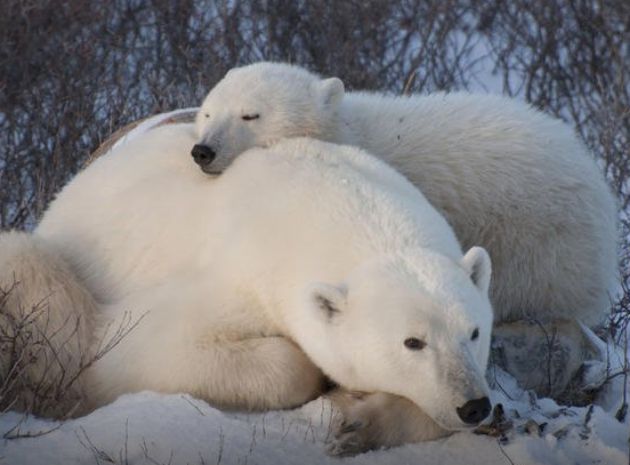 Aventura con osos polares en tour de cinco noches por Churchill desde Winnipeg. Aventura con osos polares en tour de cinco noches por Churchill desde Winnipeg.