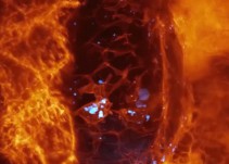 El vídeo que muestra cómo se mueven las células dentro de un ser vivo