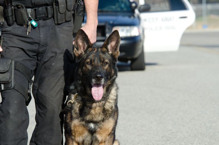 Los perros policía reclaman a la ONU un día mundial que reconozca su labor. Los perros policía reclaman a la ONU un día mundial que reconozca su labor.
