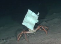 El vídeo de un centollo con una bolsa de plástico en la cabeza que te hará reflexionar