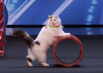 El entrañable e impactante espectáculo de los gatos acróbatas