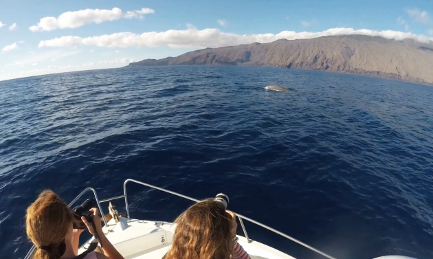 Una familia de zifios vive en la costa de El Hierro Una familia de zifios vive en la costa de El Hierro