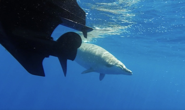 El zifio, un cetáceo similar a la ballena y el delfín El zifio, un cetáceo similar a la ballena y el delfín