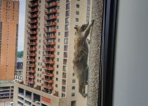 Un mapache conquista Internet tras escalar un rascacielos de 25 plantas