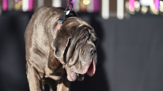 Martha acudió al certamen para coronar al nuevo vencedor. Martha acudió al certamen para coronar al nuevo vencedor.
