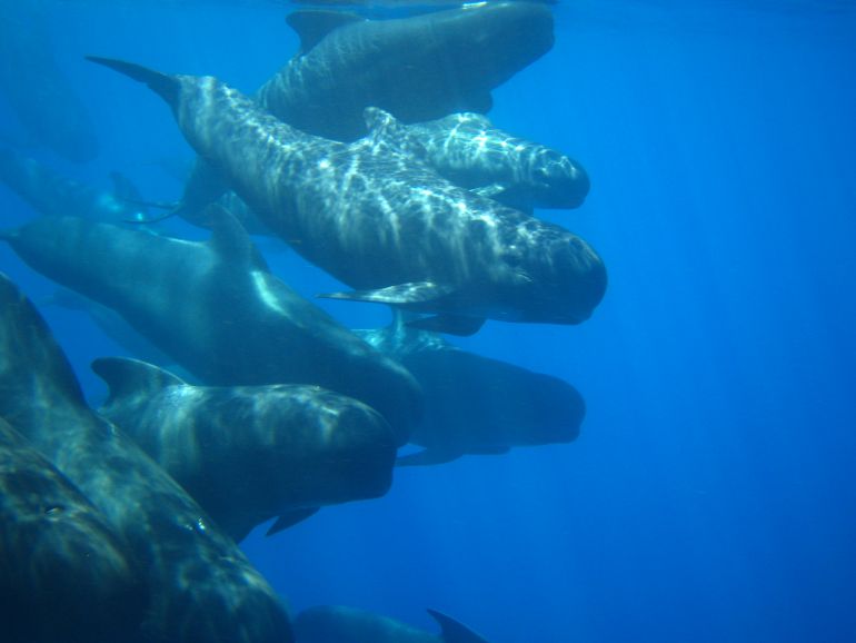 Esta amplia zona del mar Mediterráneo es el hogar de muchas especies de cetáceos.
Esta amplia zona del mar Mediterráneo es el hogar de muchas especies de cetáceos.