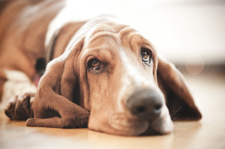 ¿Cómo viven la muerte los animales? ¿Cómo viven la muerte los animales?