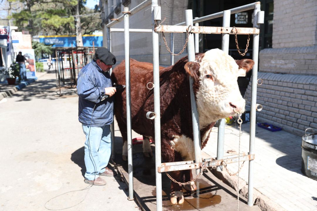 Fotografía de archivo de una vaca siendo esquilada Fotografía de archivo de una vaca siendo esquilada