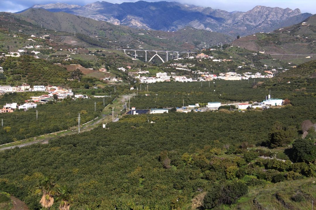 Cultivo de subtropicales en el valle del río Verde, en Almuñécar (Granada) Cultivo de subtropicales en el valle del río Verde, en Almuñécar (Granada)