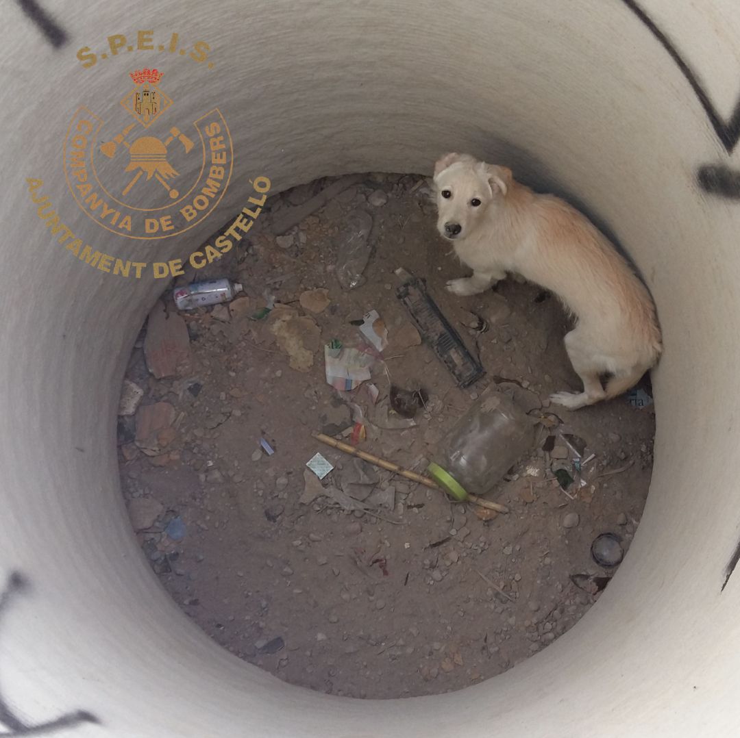 Rescatan a un perro que cayó 3 metros dentro de tubería de obra en Castellón Rescatan a un perro que cayó 3 metros dentro de tubería de obra en Castellón
