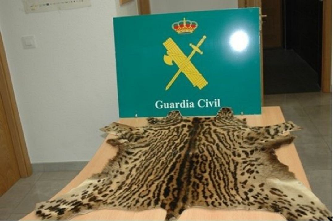 La Guardia Civil incauta una piel de ocelote en Toledo La Guardia Civil incauta una piel de ocelote en Toledo