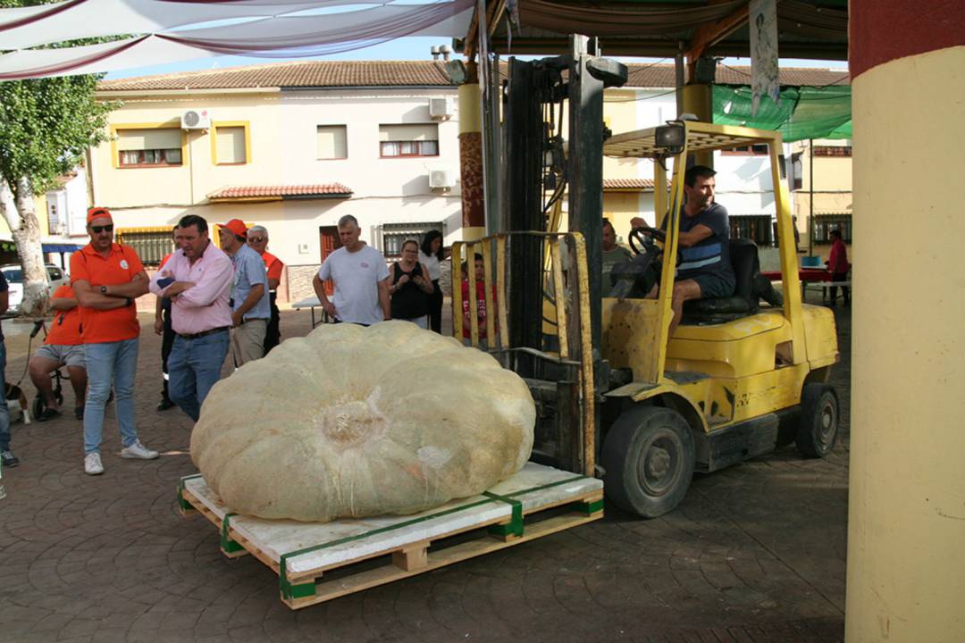 Calabaza gigante en Málaga: Calabaza gigante en Málaga Calabaza gigante en Málaga: Calabaza gigante en Málaga