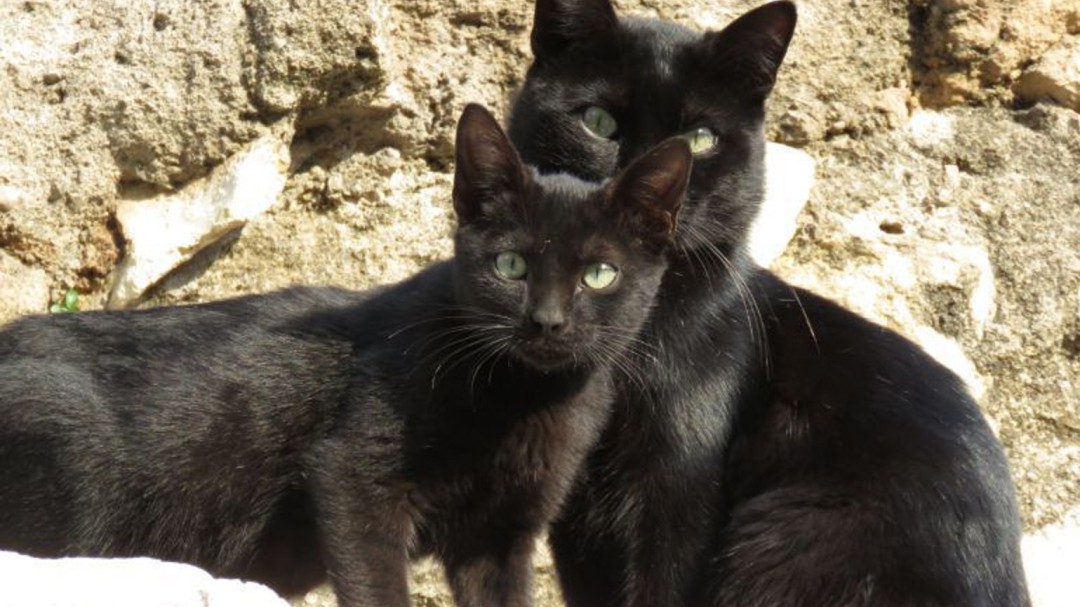 Reabre el Centro de Protección Animal de Arroyomolinos