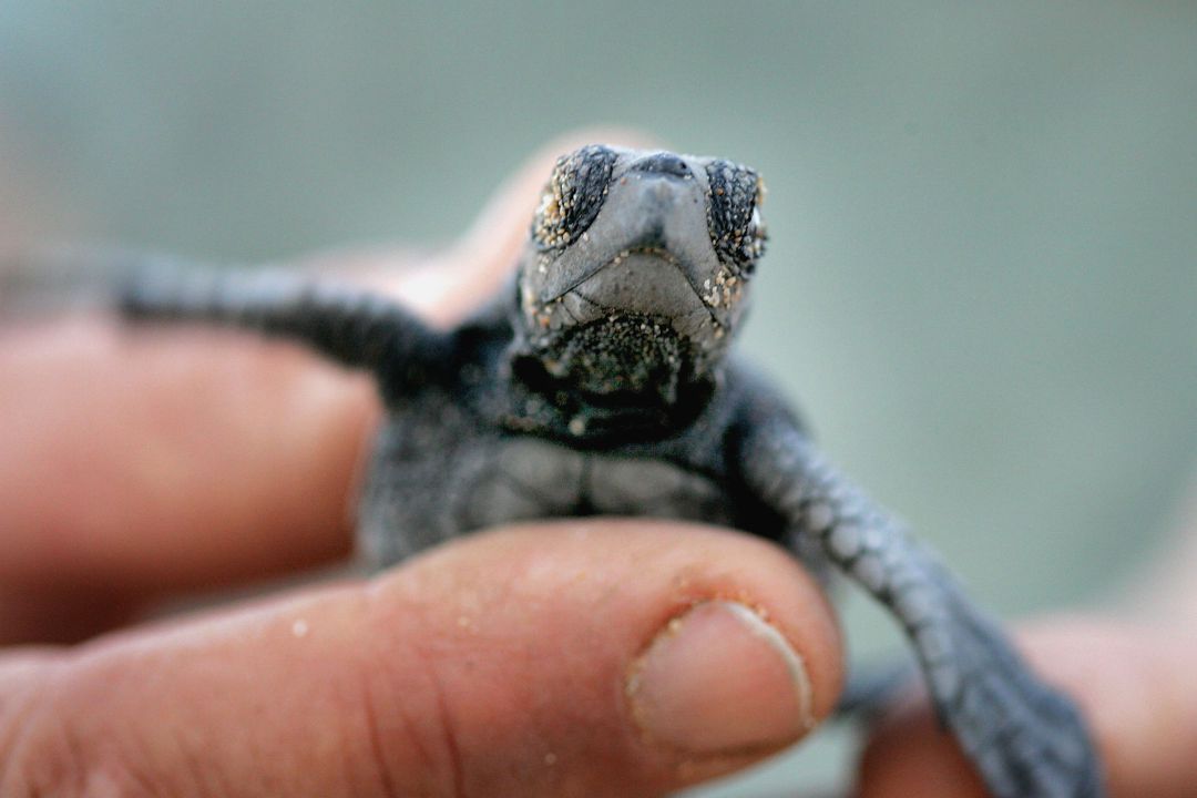 Una mujer acude a urgencias con una tortuga en el interior de su vagina