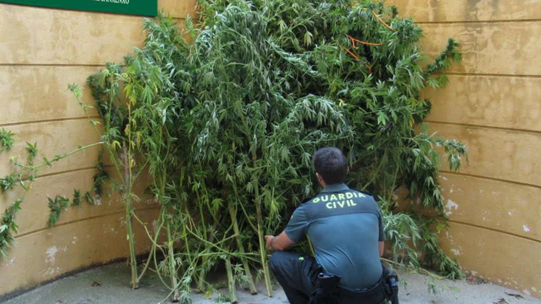 Localizadas 700 plantas de marihuana en Ribeira