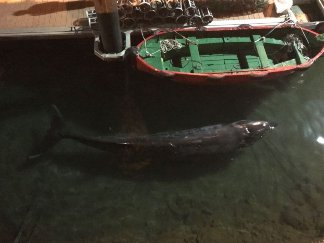 Un ballenato de Cuvier de unos 5 metros de longitud visita el puerto de Getaria Un ballenato de Cuvier de unos 5 metros de longitud visita el puerto de Getaria