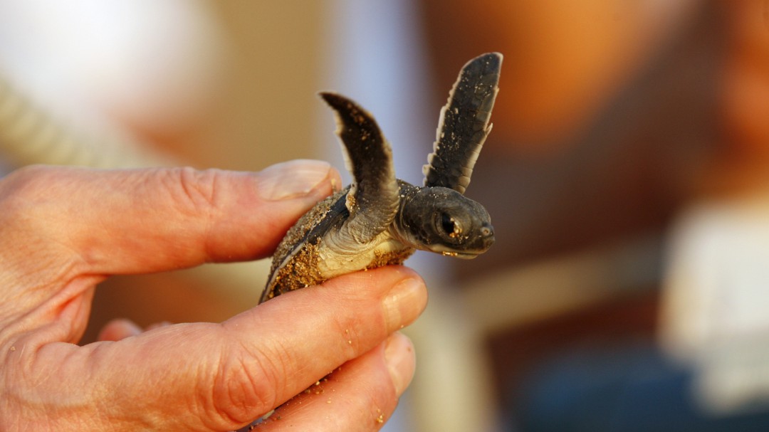 La Policía niega que se haya abierto una investigación con el caso de la tortuga
