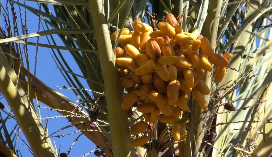 Palmera datilera Palmera datilera