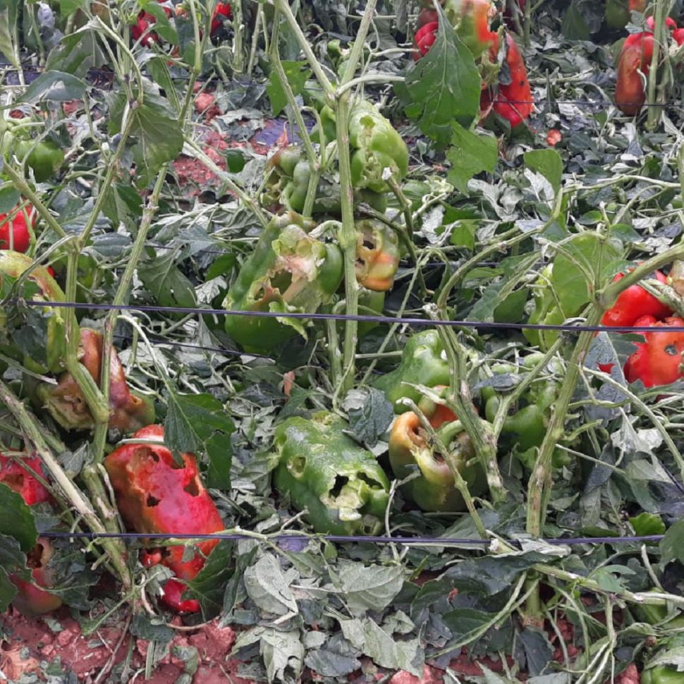 Solicitan las ayudas para paliar los daños del granizo en la Comarca de Baza