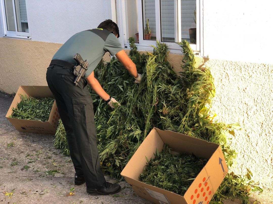 La Guardia Civil de Celanova ha detenido a un vecino de esta misma localidad que fue localizado cortando 40 plantas de marihuana de un monte de su propiedad La Guardia Civil de Celanova ha detenido a un vecino de esta misma localidad que fue localizado cortando 40 plantas de marihuana de un monte de su propiedad