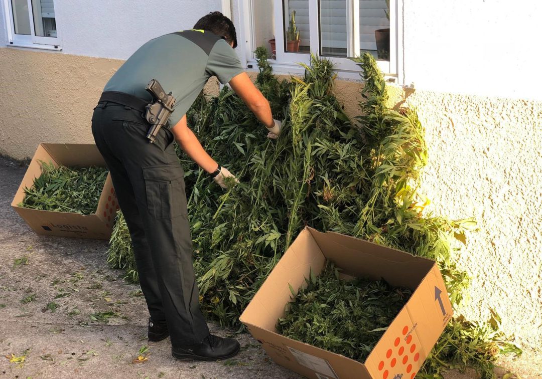 Sorprendido cortando 40 plantas de marihuana