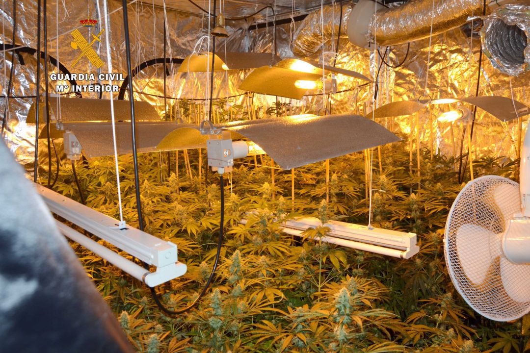 La última operación en Cantabria se ha saldado con la incautación de 580 plantas de marihuana en el municipio de Penagos. La última operación en Cantabria se ha saldado con la incautación de 580 plantas de marihuana en el municipio de Penagos.