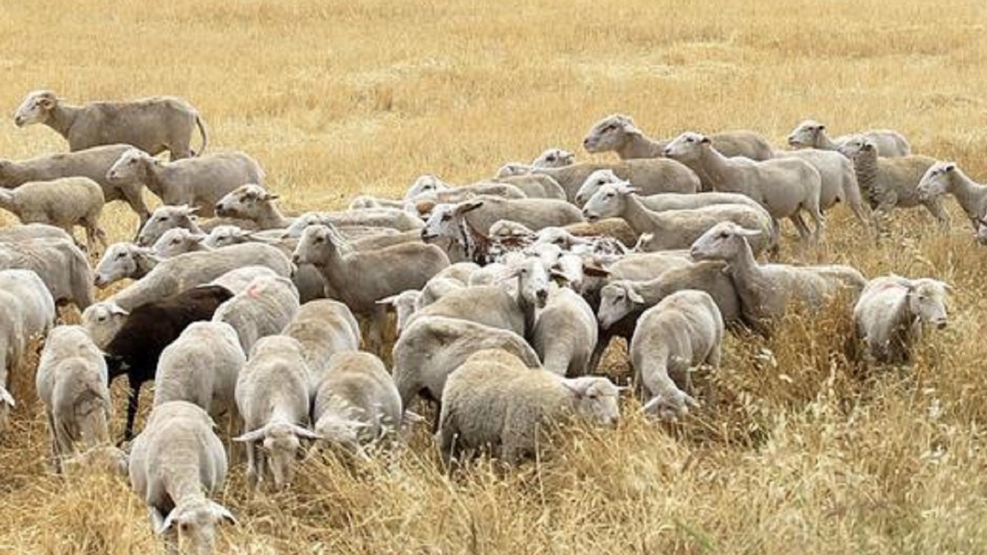 La Guardia Civil de Guadix descubre un falso robo de ovejas
