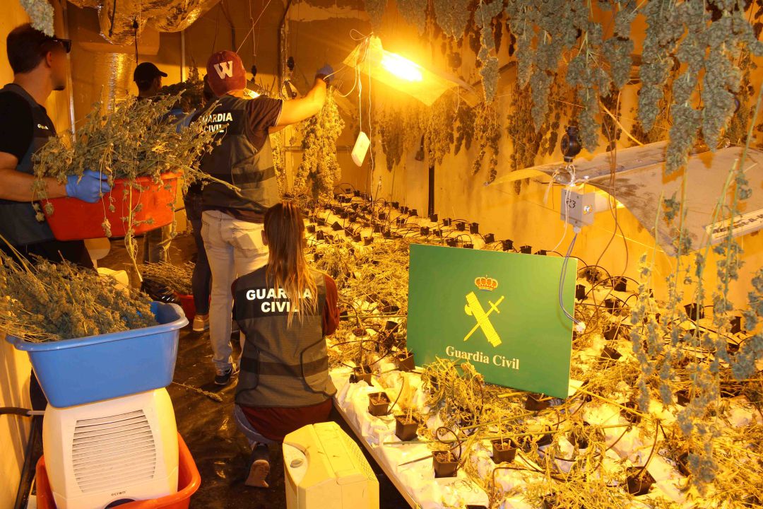 La Guardia Civil ha intervenido más de 1.700 plantas de marihuana en el interior de un local industrial en Irún