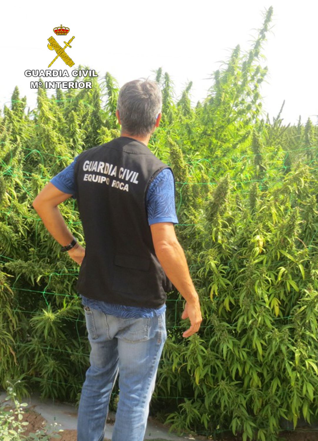 Tres detenidos y ocho investigados por cometer robos en una finca de cáñamo Tres detenidos y ocho investigados por cometer robos en una finca de cáñamo