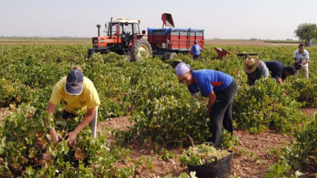 La vendimia supera el ecuador aumentando las previsiones de cosecha