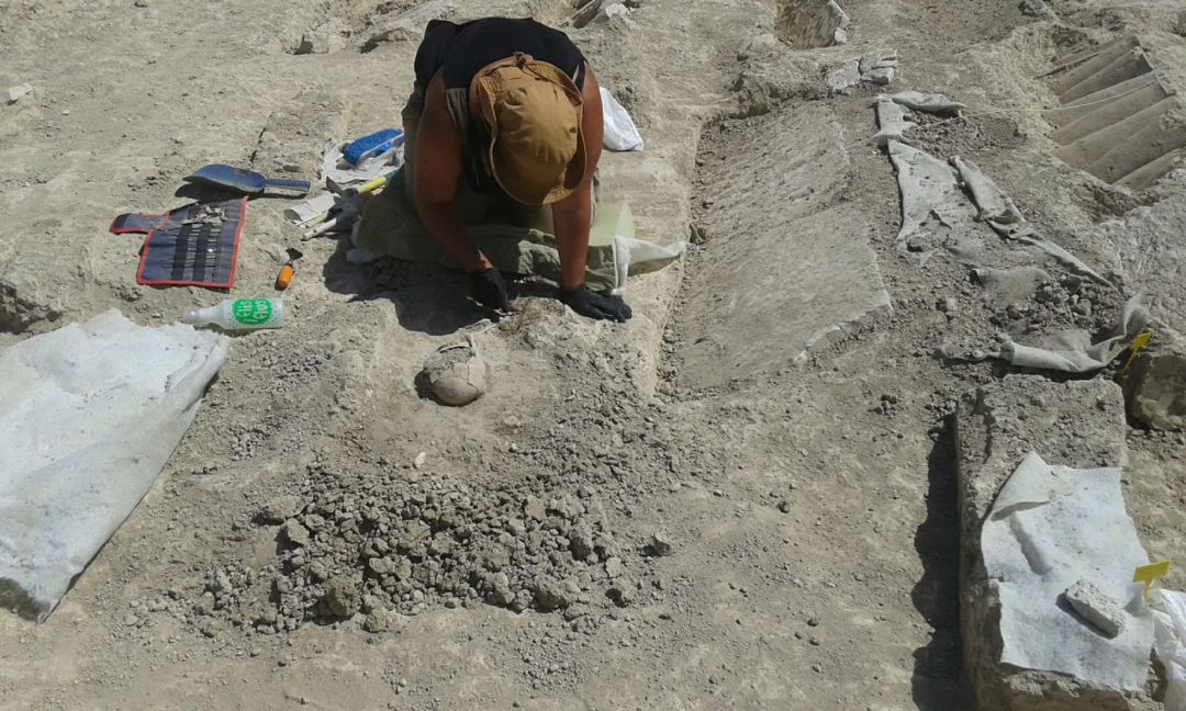 Excavación en la necrópolis medieval bastetana Excavación en la necrópolis medieval bastetana