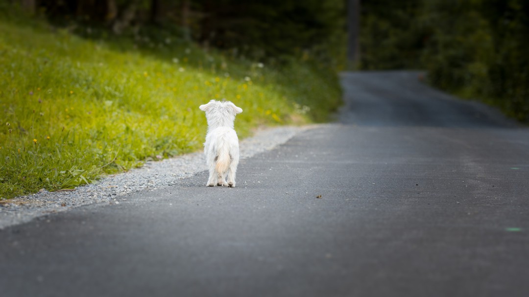 Aumenta la tasa de abandono de animales