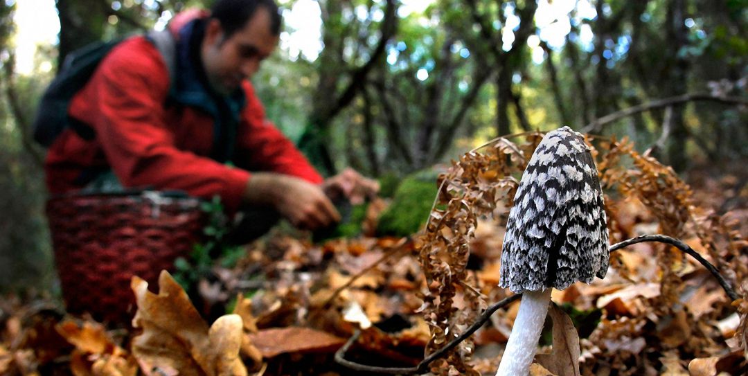 Una persona recoge setas en un bosque. Una persona recoge setas en un bosque.