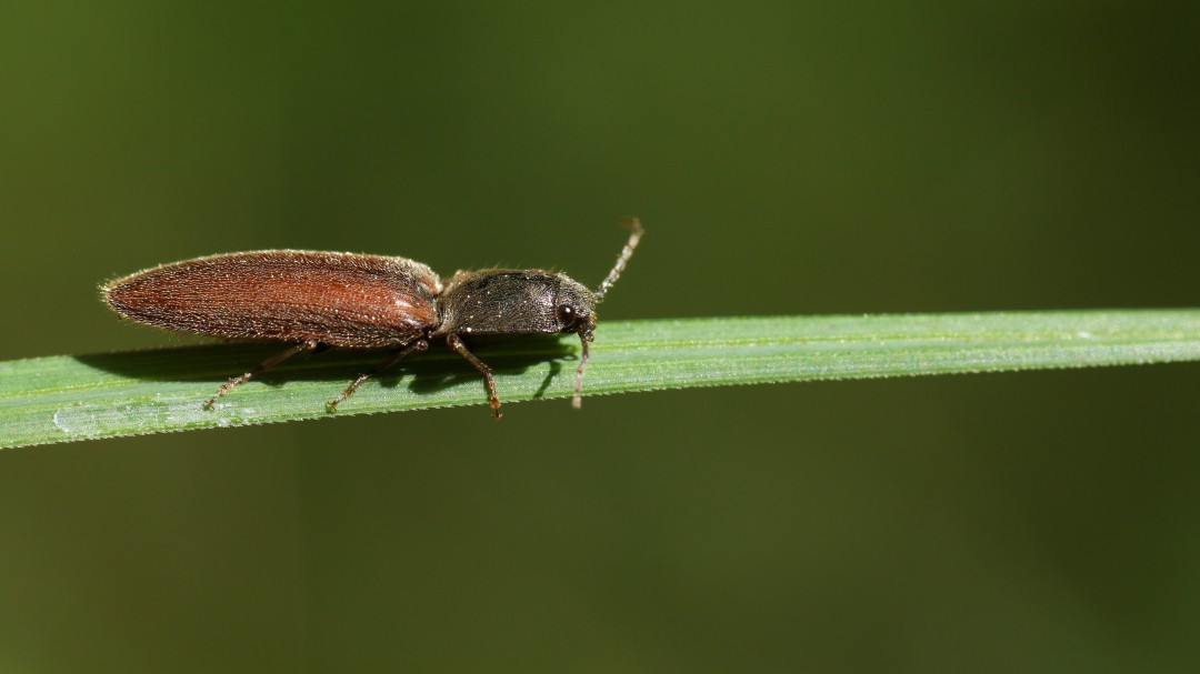 'Science' alerta de que EEUU puede usar la modificación genética de insectos como arma biológica