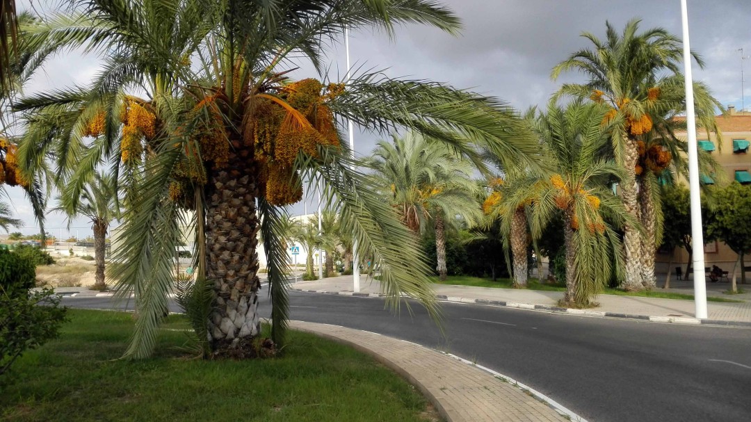 Denuncian que las palmeras con dátiles suponen un peligro