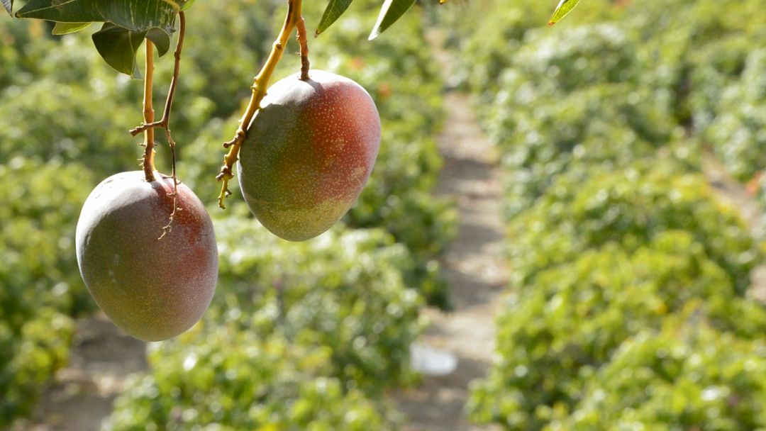 Plantación de mangos Plantación de mangos