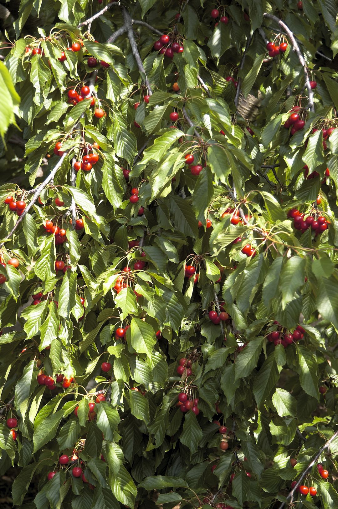 Cerezas del Valle del Jerte Cerezas del Valle del Jerte