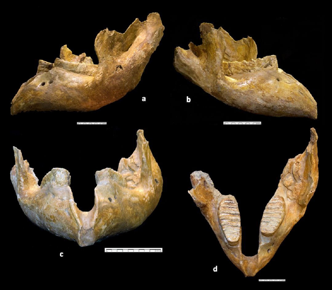 Restos de mandíbula de la especie de Mammuthus medionalis de Huéscar 1 Restos de mandíbula de la especie de Mammuthus medionalis de Huéscar 1