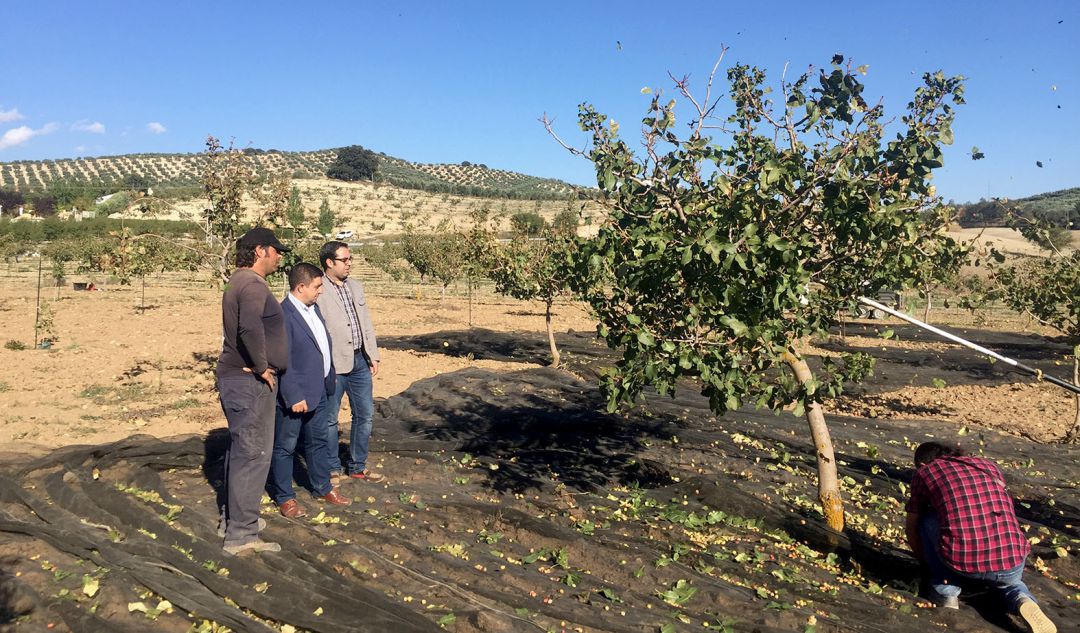 De izquierda a derecha, el agricultora Paulino Ruano, el presidente de la Diputación, Francisco Reyes, y el alcalde de Alcalá la Real, Carlos Hinojosa, frente a un pistacho. De izquierda a derecha, el agricultora Paulino Ruano, el presidente de la Diputación, Francisco Reyes, y el alcalde de Alcalá la Real, Carlos Hinojosa, frente a un pistacho.