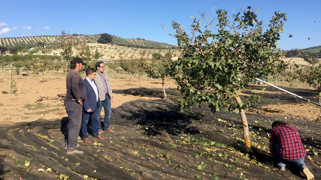 El pistacho avanza a paso de gigante en la provincia