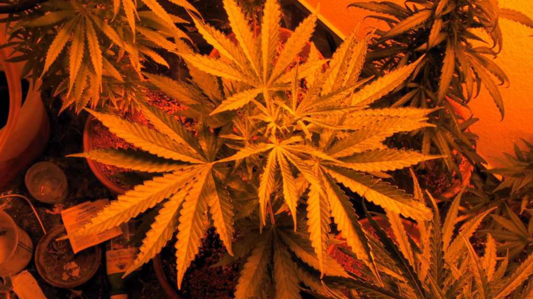 Detenida una mujer al poseer en su jardín ocho plantas de cannabis